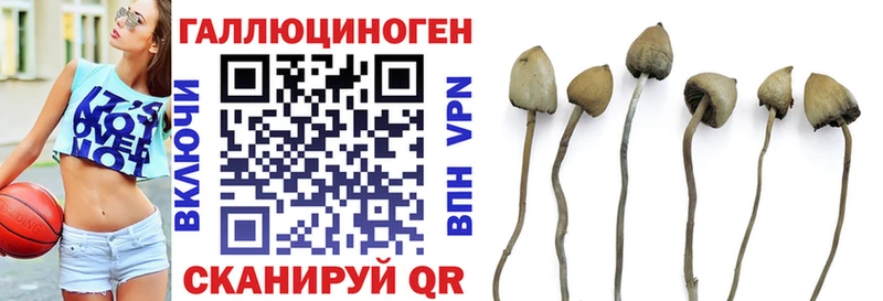 Галлюциногенные грибы Psilocybine cubensis  Новодвинск 